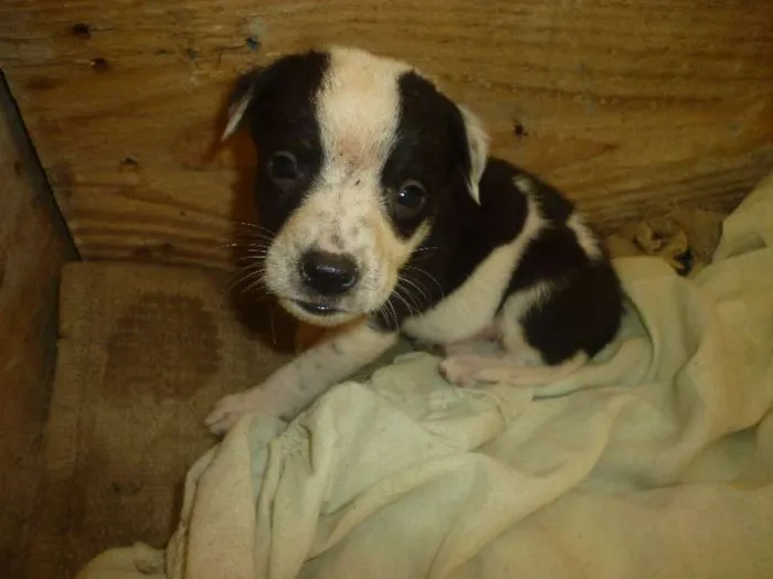 Cachorro ra a SRD idade 2 a 6 meses nome Filhotes