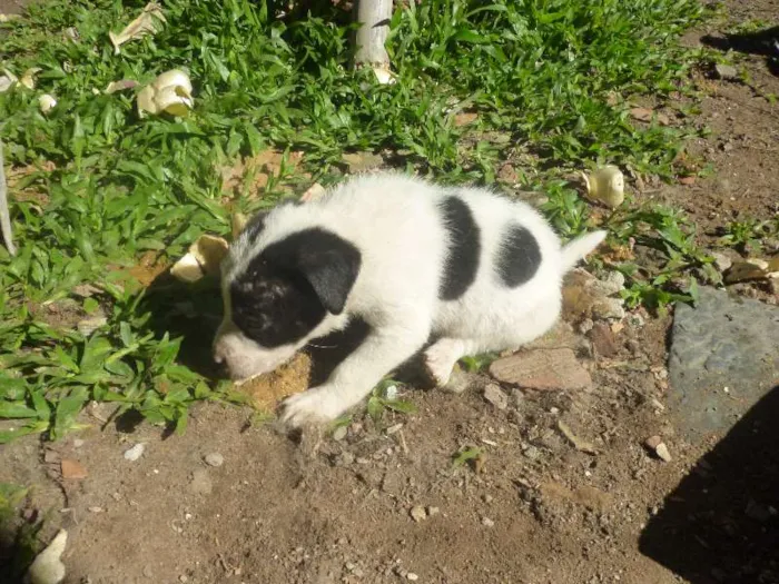 Cachorro ra a SRD idade 2 a 6 meses nome Filhotes