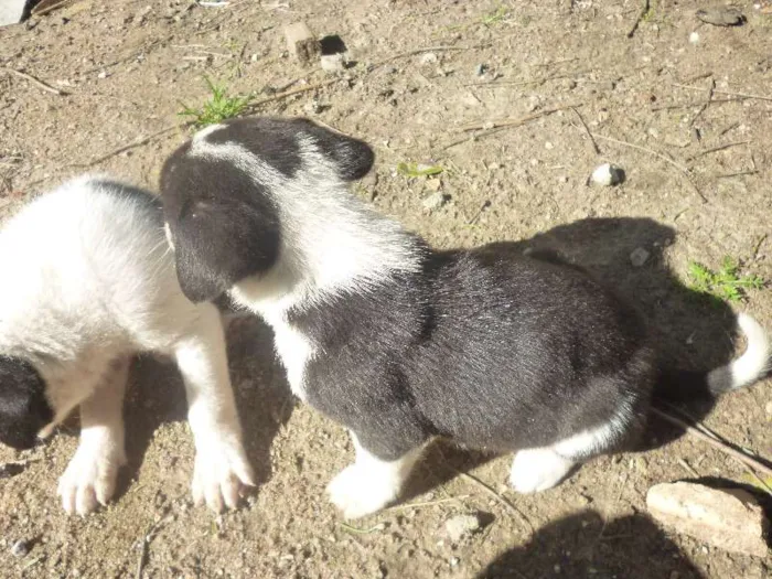 Cachorro ra a SRD idade 2 a 6 meses nome Filhotes