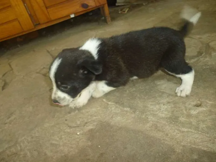 Cachorro ra a SRD idade 2 a 6 meses nome Filhotes