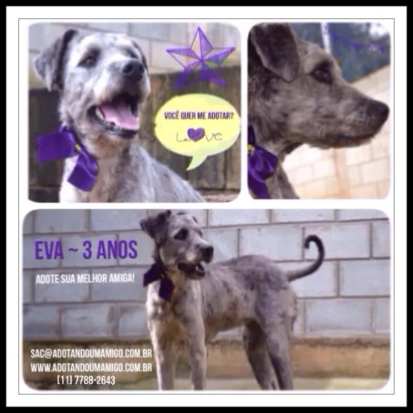 Cachorro ra a Mix Poodle idade 2 anos nome EVA - uma fofa (Mix