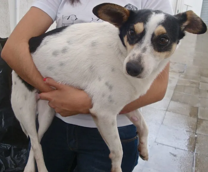 Cachorro ra a SRD idade 5 anos nome CHERRY