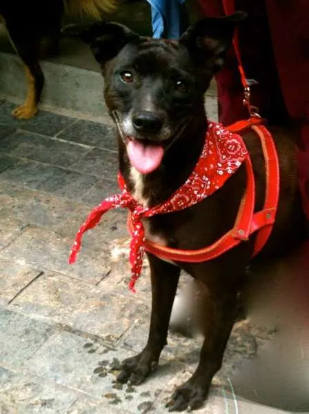Cachorro ra a SRD idade 4 anos nome Luna