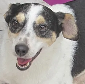 Cachorro raça SRD idade 5 anos nome CHERRY