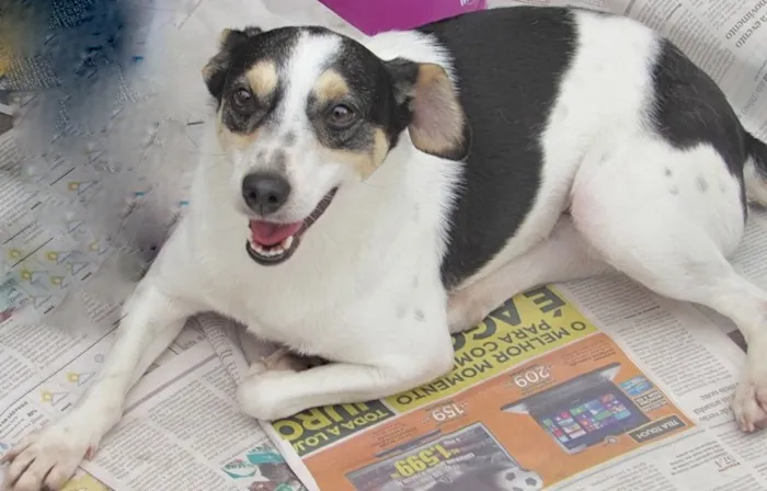 Cachorro ra a SRD idade 5 anos nome CHERRY
