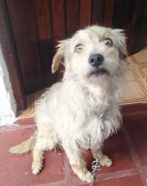 Cachorro ra a SRD idade 3 anos nome REX