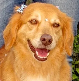 Cachorro ra a GOLDEN RETRIEVER idade 4 anos nome MELANY GOLDEN
