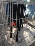 GASPAR um mulekão l