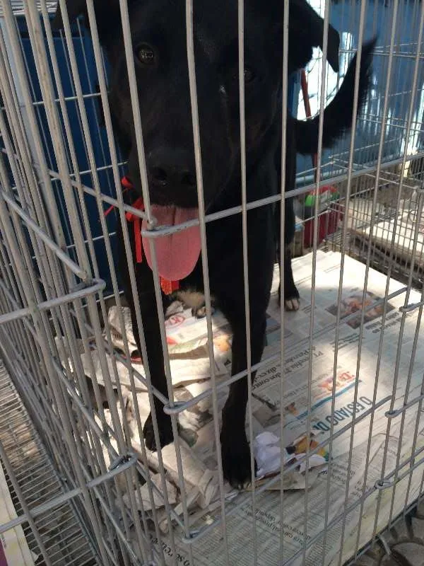 Cachorro ra a SRD idade 2 anos nome GASPAR um mulekão l