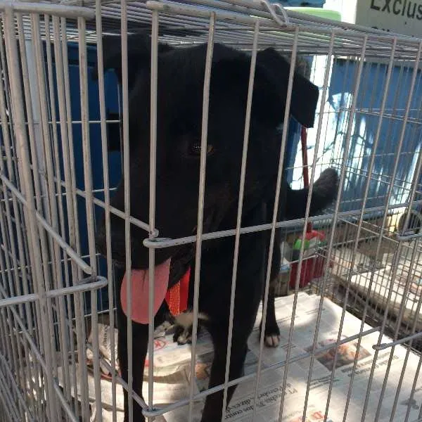 Cachorro ra a SRD idade 2 anos nome GASPAR um mulekão l