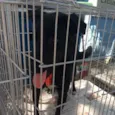 GASPAR um mulekão l