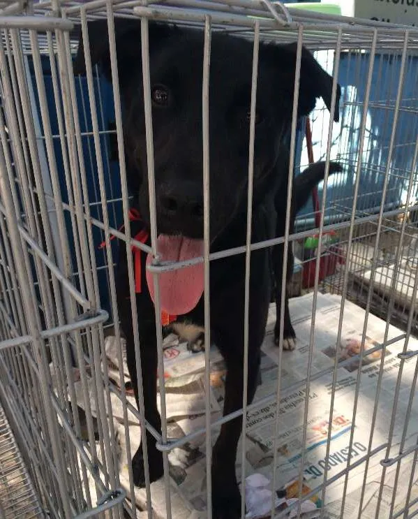 Cachorro ra a SRD idade 2 anos nome GASPAR um mulekão l