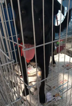 Cachorro raça SRD idade 2 anos nome GASPAR um mulekão l