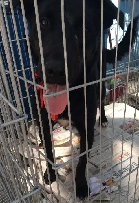 Cachorro ra a SRD idade 2 anos nome GASPAR um mulekão l