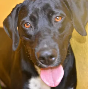 Cachorro raça Labrador idade 2 anos nome ROQUE