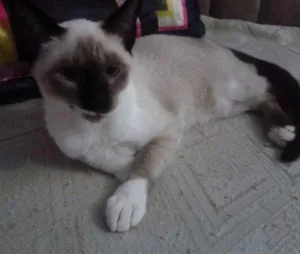 Gato raça Siamês idade 2 a 6 meses nome rabão