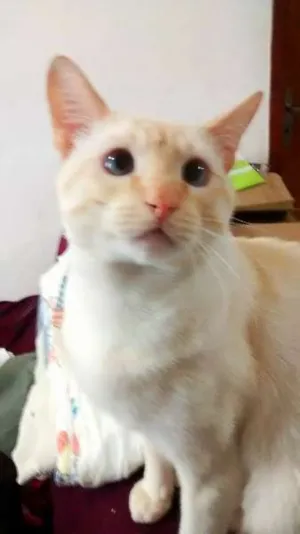 Gato raça Vira lata idade 7 a 11 meses nome Nino