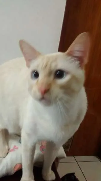 Gato ra a Vira lata idade 7 a 11 meses nome Nino