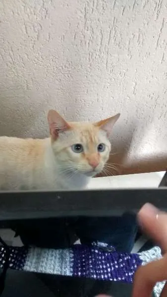 Gato ra a Vira lata idade 7 a 11 meses nome Nino