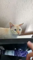 Nino