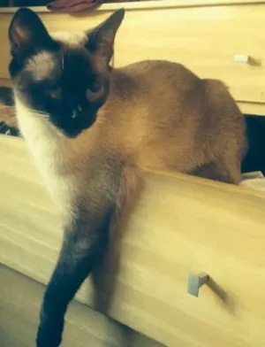 Gato raça Siamês idade 7 a 11 meses nome Lara