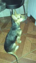 Costelinha