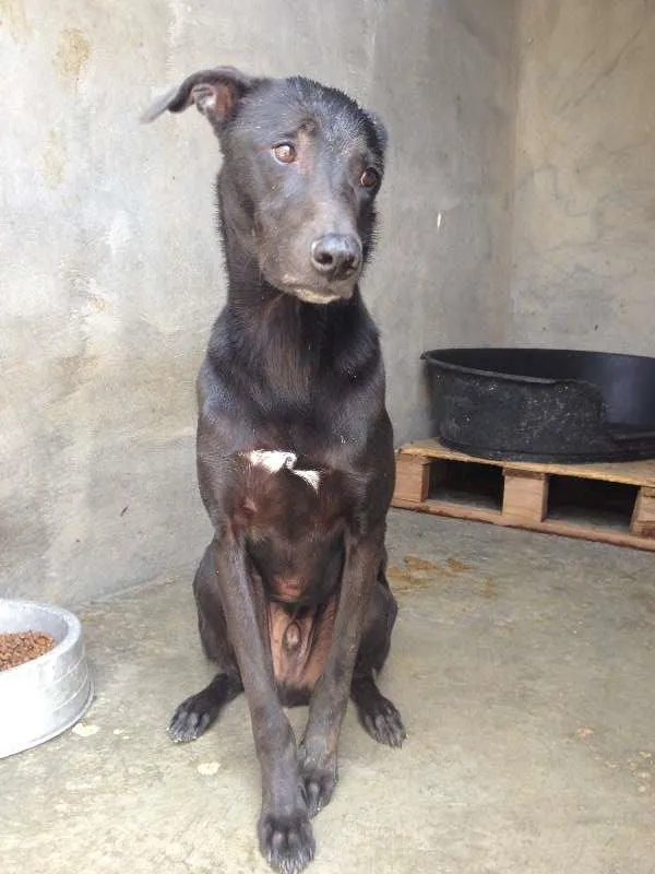 Cachorro ra a SRD idade 3 anos nome Lírio