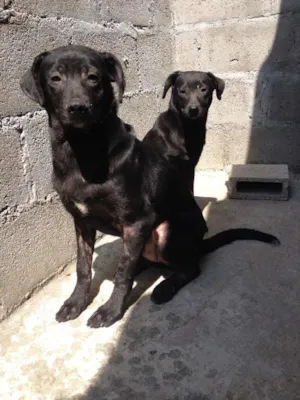 Cachorro raça SRD idade 7 a 11 meses nome Pascal e Java