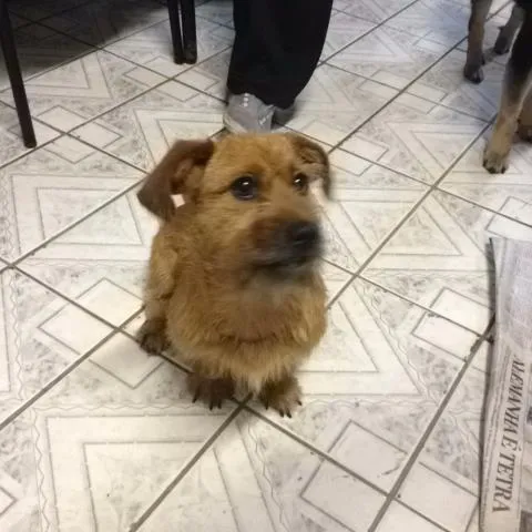 Cachorro ra a SRD idade 2 anos nome Davi Luís