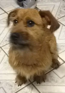 Cachorro ra a SRD idade 2 anos nome Davi Luís