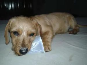 Cachorro raça SRD idade 2 a 6 meses nome Tico