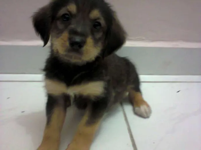 Cachorro ra a indefinida idade 2 a 6 meses nome sem nome