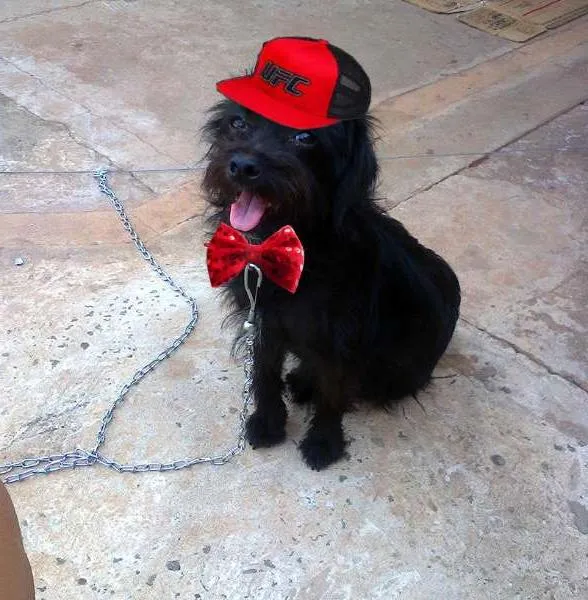 Cachorro ra a Srd idade  nome Slinky