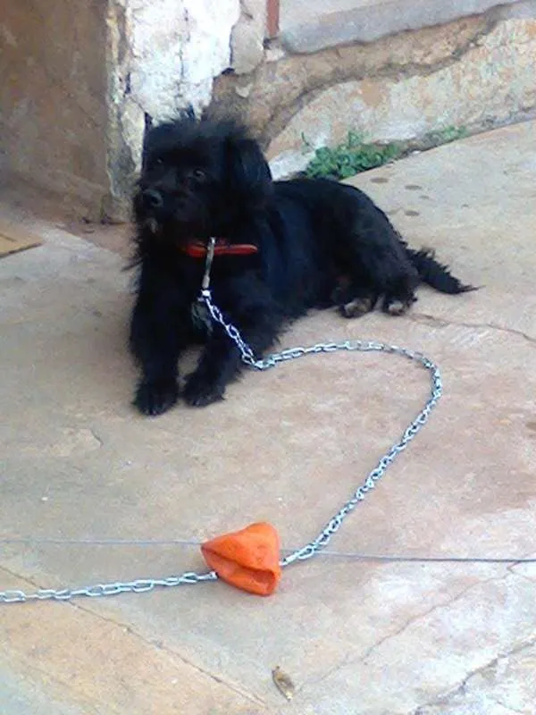 Cachorro ra a Srd idade  nome Slinky