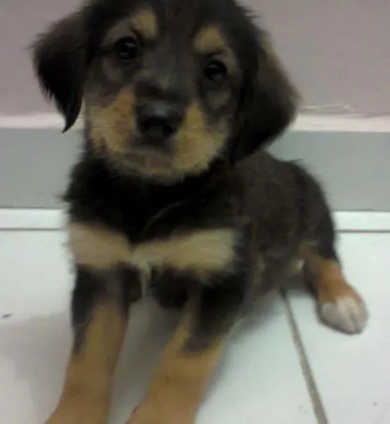 Cachorro ra a indefinida idade 2 a 6 meses nome sem nome
