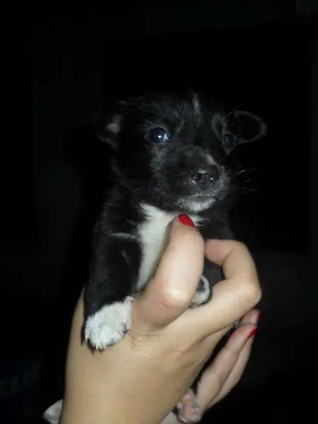 Cachorro ra a Vira Lata idade Abaixo de 2 meses nome totós