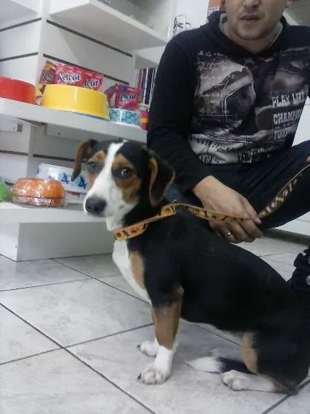 Cachorro ra a SRD idade 2 anos nome Tulipa