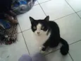 Popis