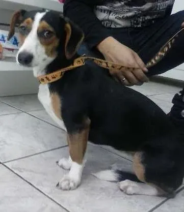 Cachorro ra a SRD idade 2 anos nome Tulipa