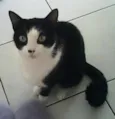 Popis