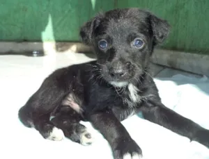Cachorro raça Poodle/Vira-lata idade 2 a 6 meses nome Lepe/ Lupita/ Loli