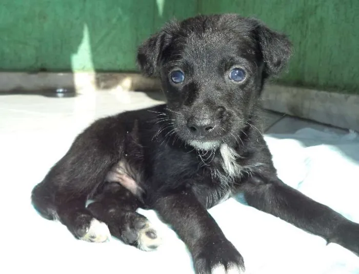 Cachorro ra a Poodle/Vira-lata idade 2 a 6 meses nome Lepe/ Lupita/ Loli