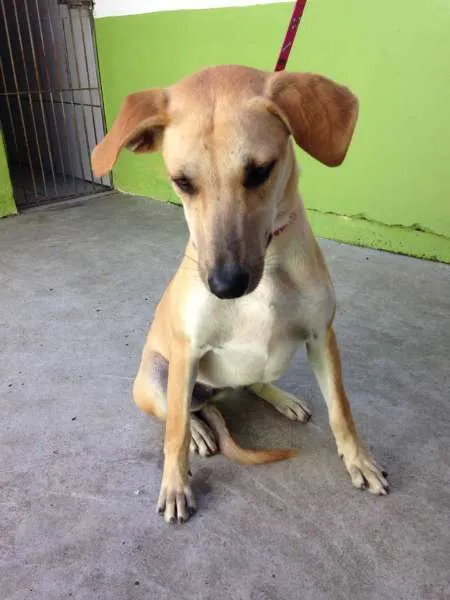 Cachorro ra a SRD idade 2 a 6 meses nome Paçoca
