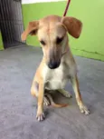 Paçoca