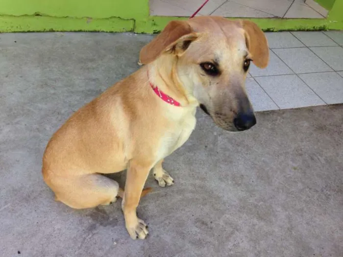 Cachorro ra a SRD idade 2 a 6 meses nome Paçoca