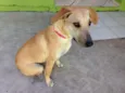 Paçoca
