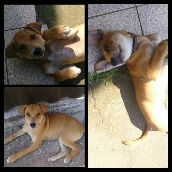 Cachorro ra a vira-lata idade 7 a 11 meses nome luba