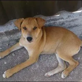 Cachorro ra a vira-lata idade 7 a 11 meses nome luba