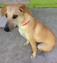 Paçoca