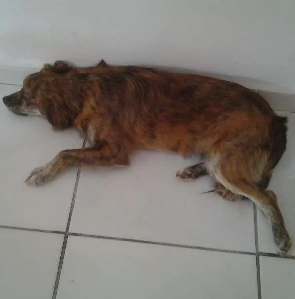 Cachorro ra a vira lata idade 1 ano nome Flip GRATIFICA